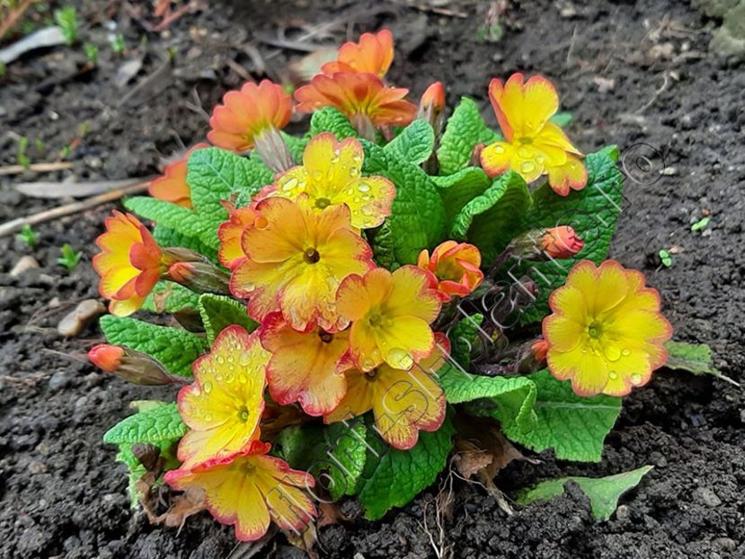 Primula - Flori gradina