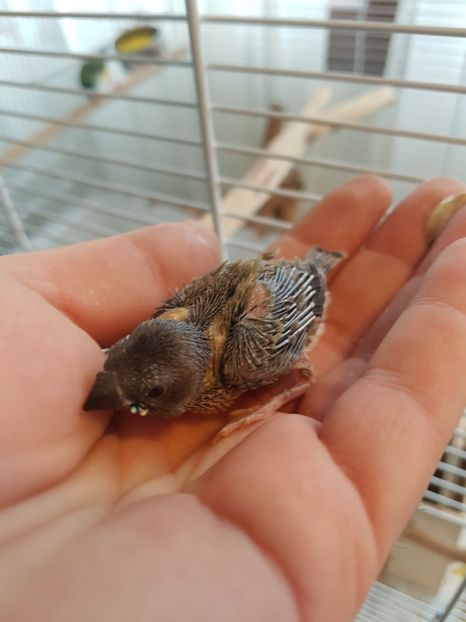  - Gould amandine 2020