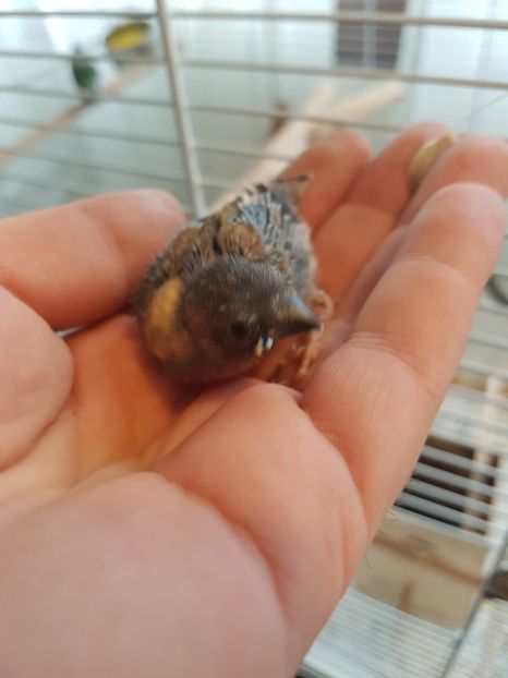  - Gould amandine 2020