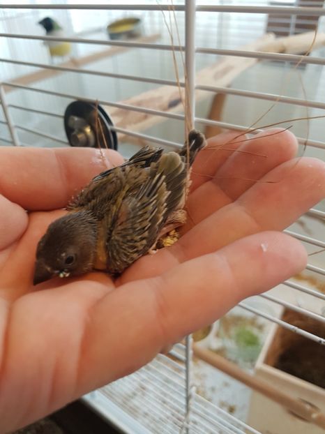  - Gould amandine 2020