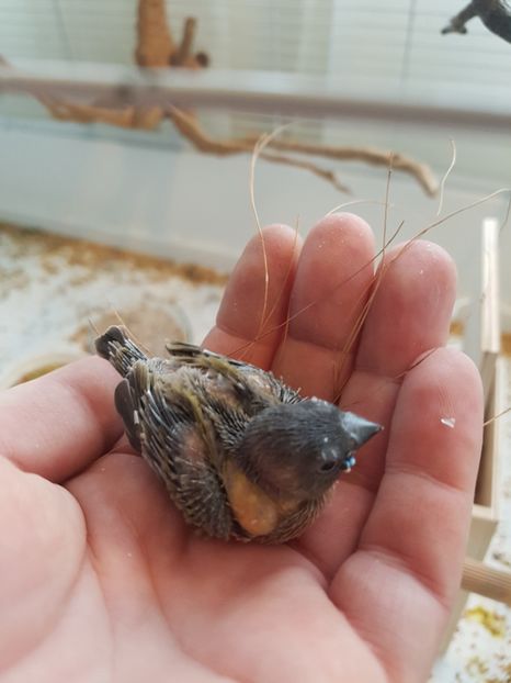  - Gould amandine 2020