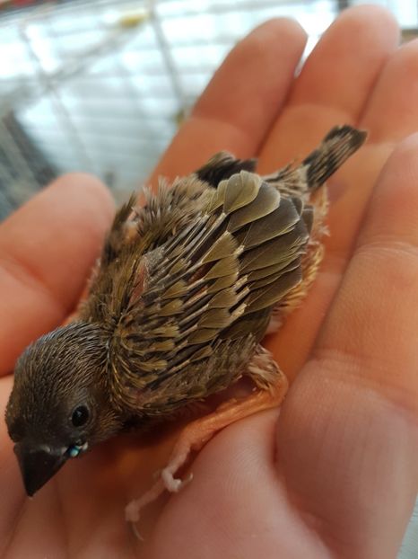  - Gould amandine 2020