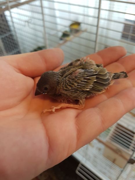  - Gould amandine 2020