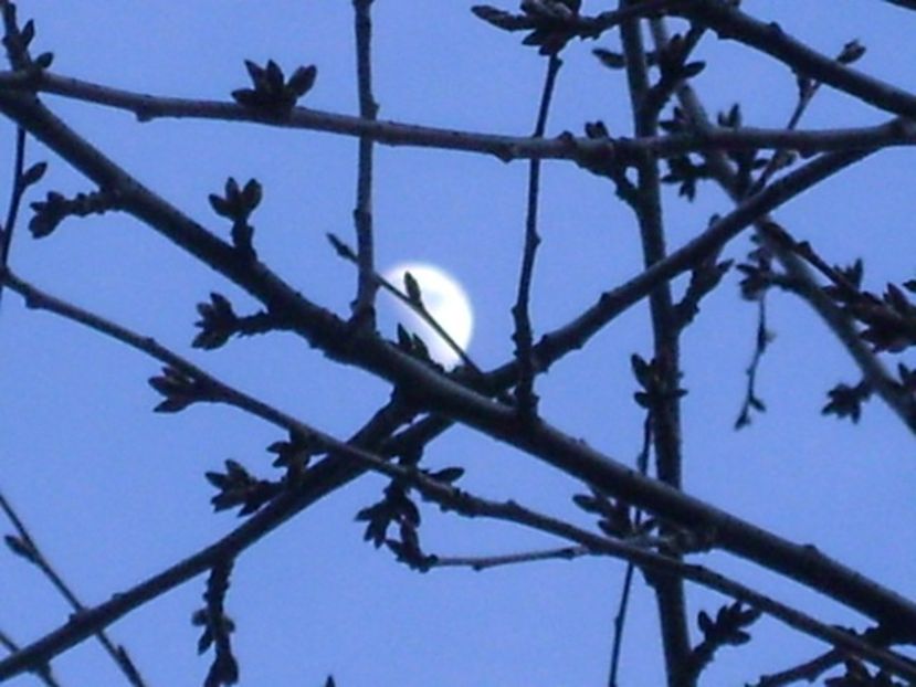 Luna in crestere in Rac - Luna - Soarele si norii - 2