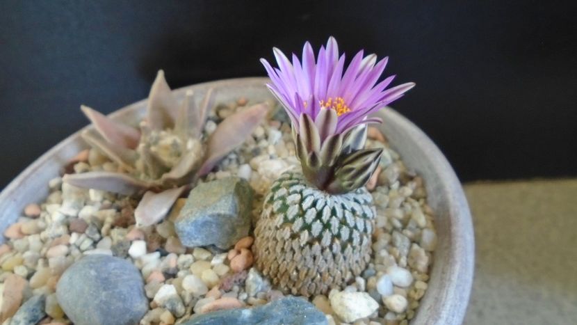 Turbinicarpus pseudopectinatus - Cactusi 2020 evolutie