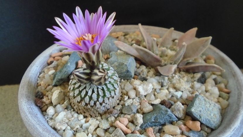 Turbinicarpus pseudopectinatus - Cactusi 2020 evolutie
