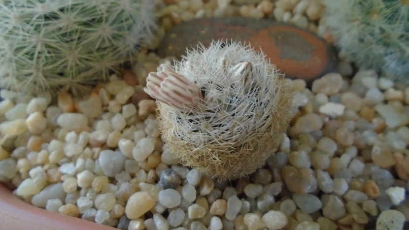 Mammillaria lasiacantha v. denudata - Cactusi 2020 evolutie