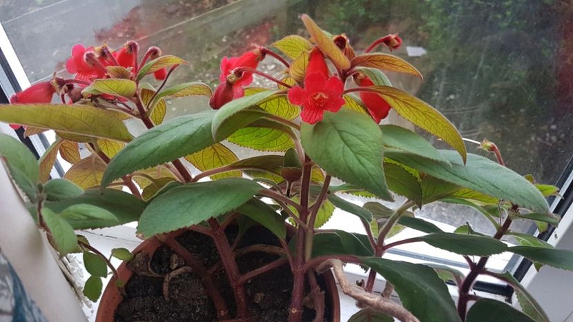 Kohleria  rosie - Florile mele din Anglia