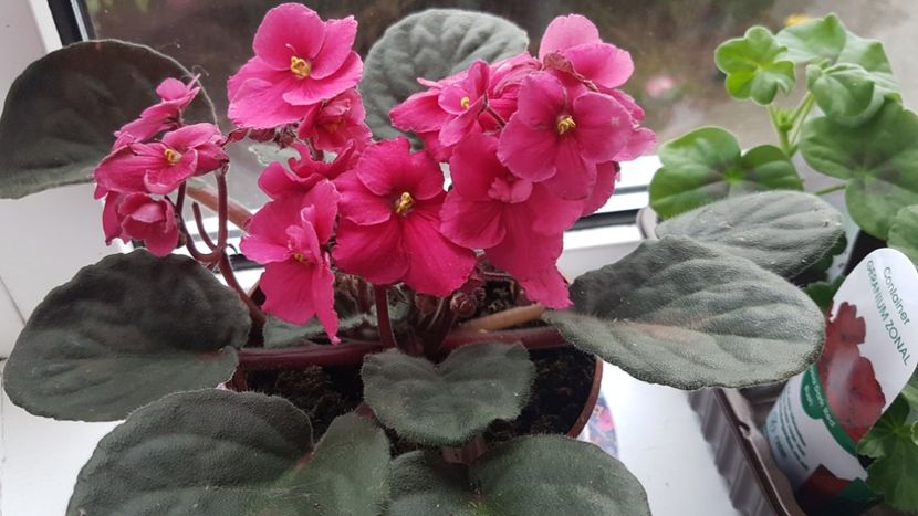 Violeta africană roz inchis - Florile mele din Anglia