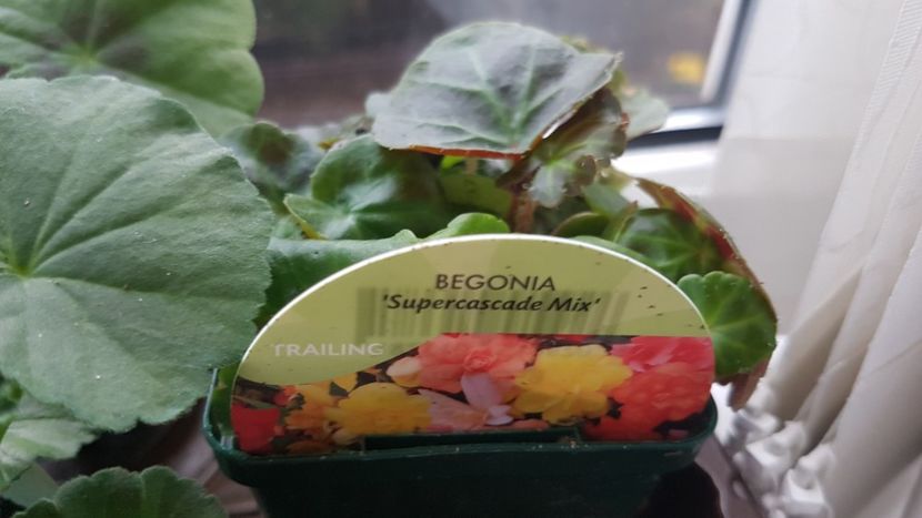 Begonia cascade puiuti - Florile mele din Anglia