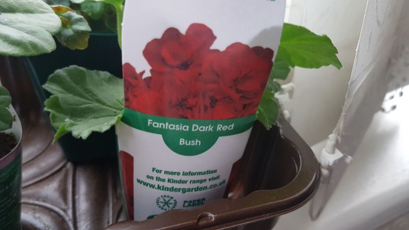 Puiut de muscata grena - Florile mele din Anglia