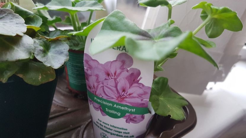 Puiut de muscata mov lila - Florile mele din Anglia