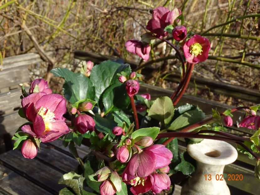 helleborus Benotta - Primavara 2020