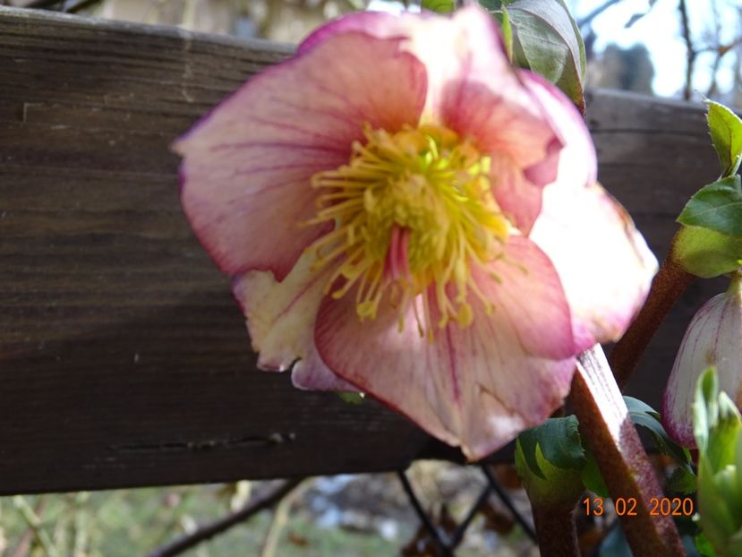 helleborus Carlotta - Primavara 2020