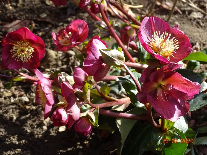 helleborus Benotta - Primavara 2020