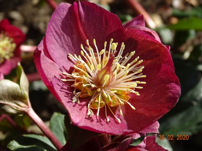 helleborus Benotta - Primavara 2020