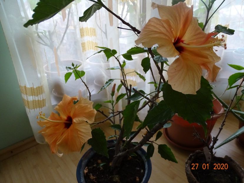  - Hibiscusi