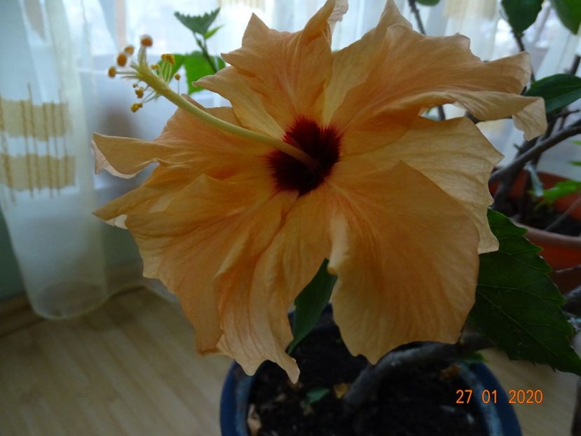  - Hibiscusi