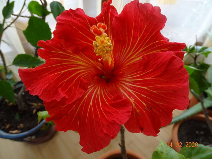  - Hibiscusi