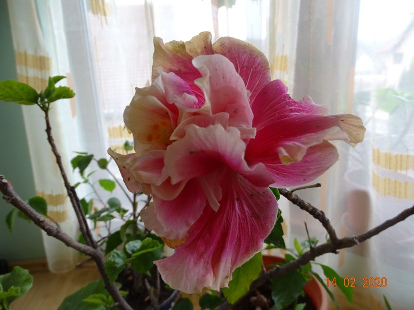 Amber Suzanne - Hibiscusi