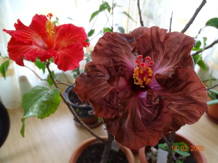  - Hibiscusi