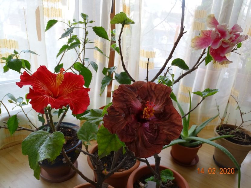  - Hibiscusi