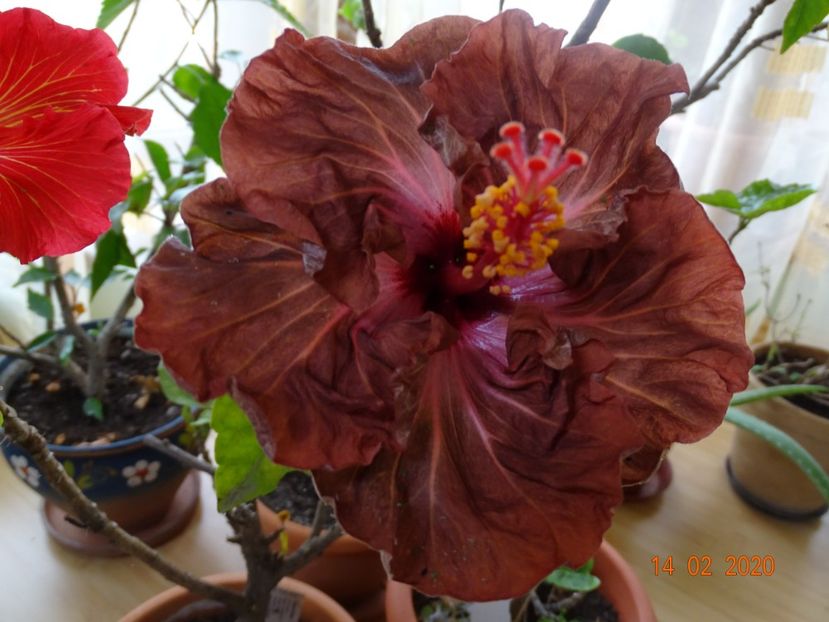  - Hibiscusi