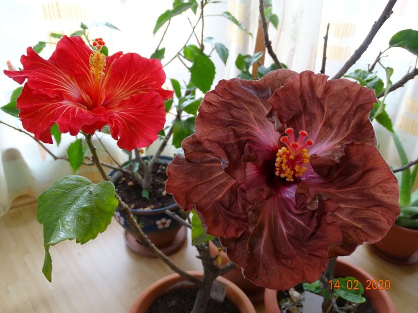  - Hibiscusi