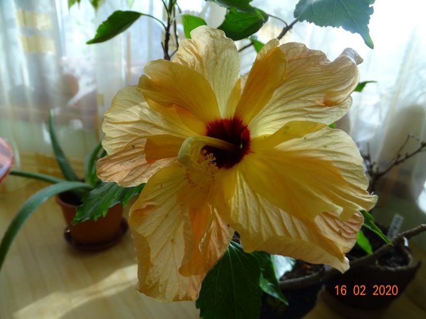  - Hibiscusi