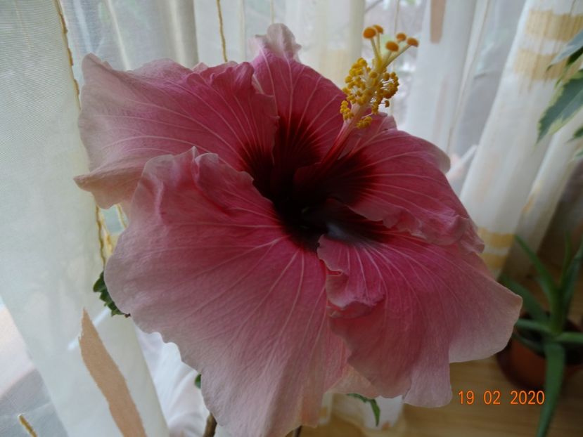  - Hibiscusi