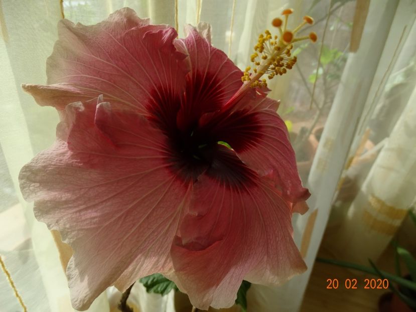  - Hibiscusi