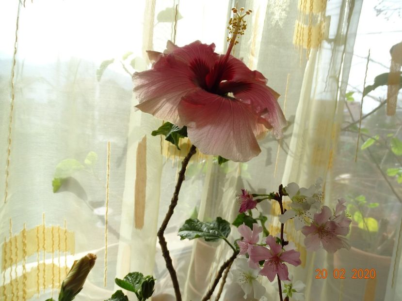  - Hibiscusi