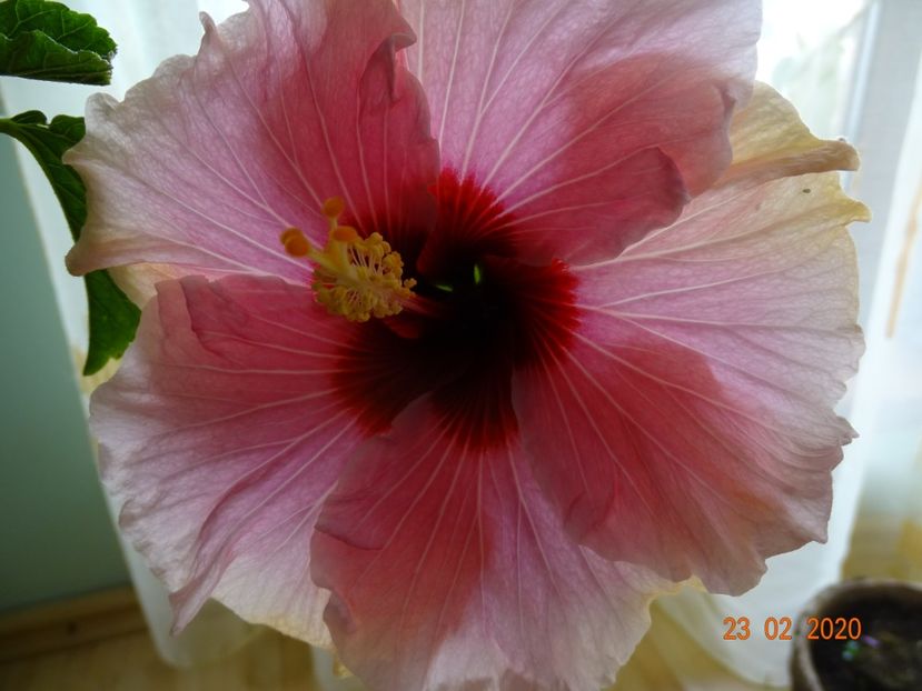  - Hibiscusi