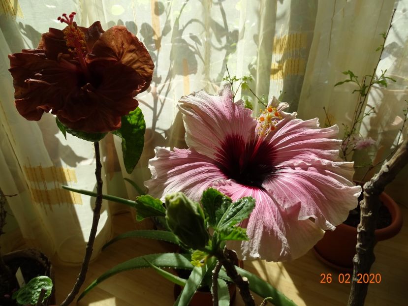  - Hibiscusi