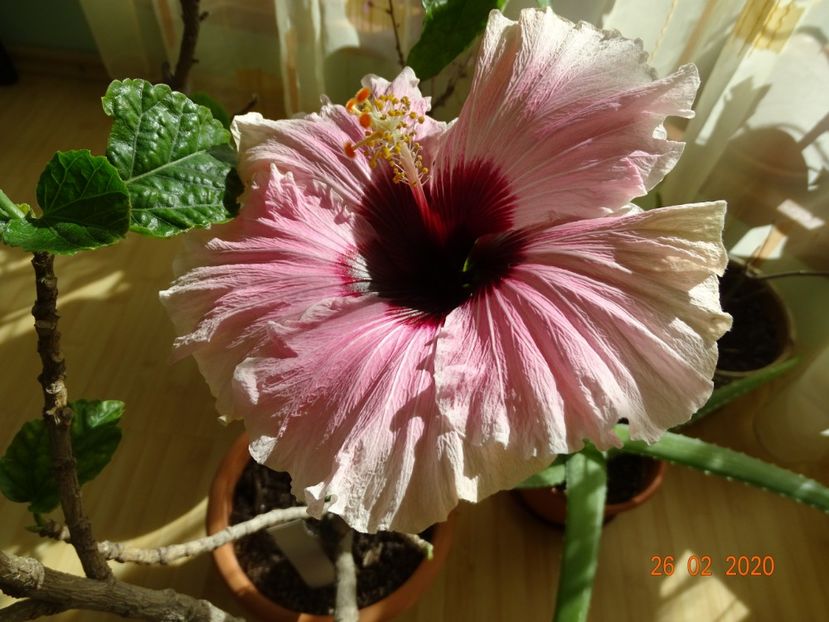 - Hibiscusi