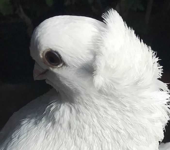  - SIBERIENI si NORCAUCAZIENI