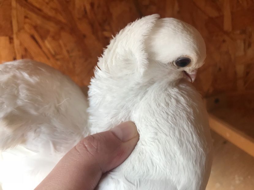  - SIBERIENI si NORCAUCAZIENI