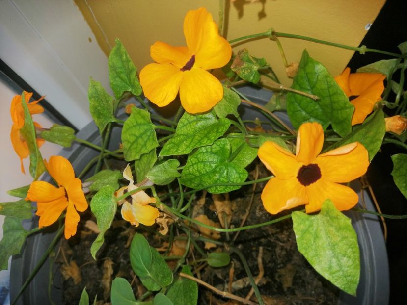 Ochii suzanei - Martie 20