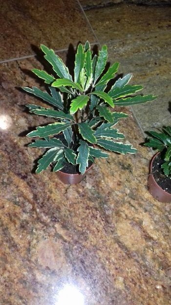 Schefflera bianca 15lei - Aa Vanzare plante