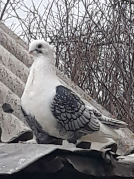  - misirlii satineti si blueti