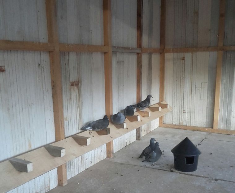 primii pui 2020 - 2020