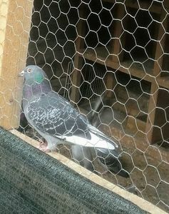 1071787-18 nepot 707ukr - 2020