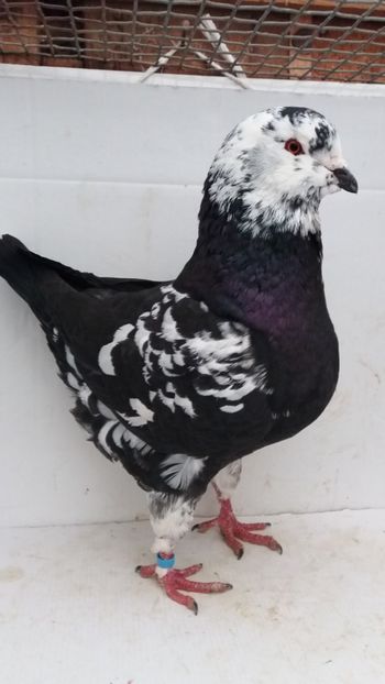 M 2018 vandut - De vanzare kingi