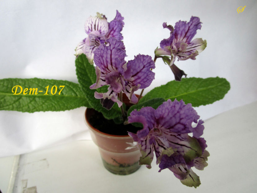 Dem-107(6-03-2020) - Streptocarpusi 2020