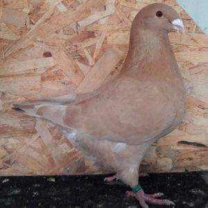 113065913_APEKGTG3 - 3---AGH DAȚI 2019 - 2025