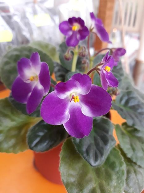  - Violete Africane
