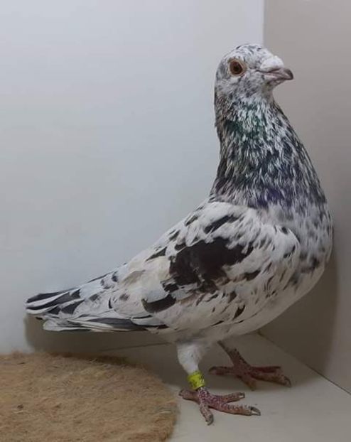  - NU AMI APARTIN 2020