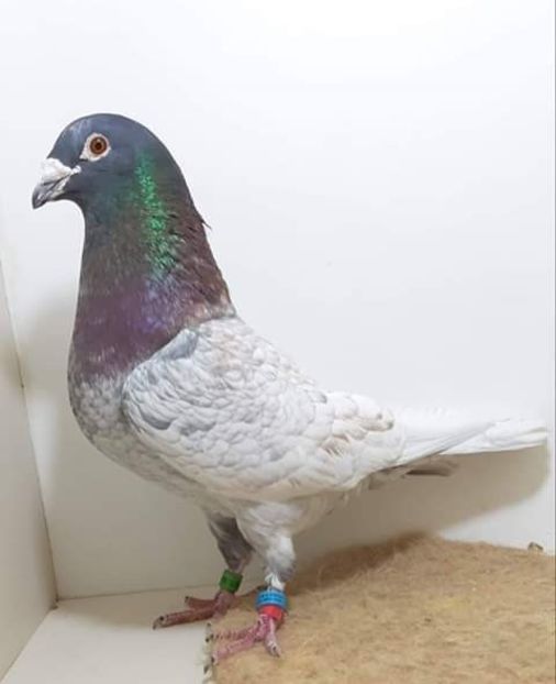  - NU AMI APARTIN 2020