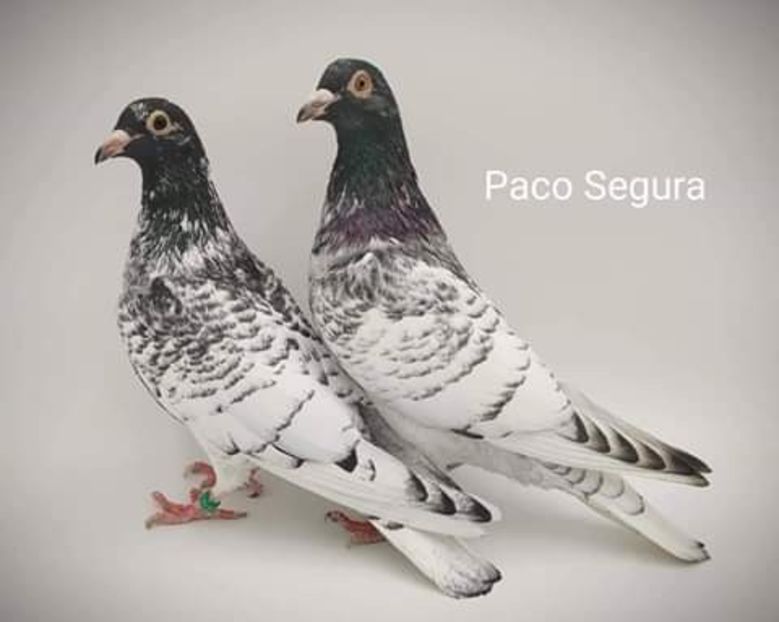  - NU AMI APARTIN 2020