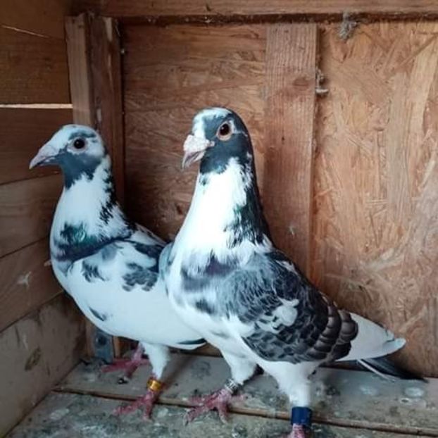  - NU AMI APARTIN 2020